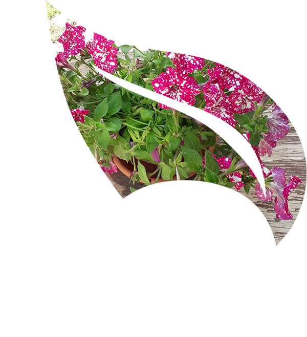 Top Garden a Valderice (Trapani)